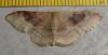 Idaea degeneraria